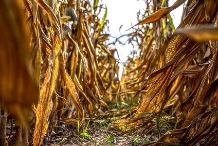 Yellow harvest ripe photo