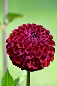 Blossom plant flora