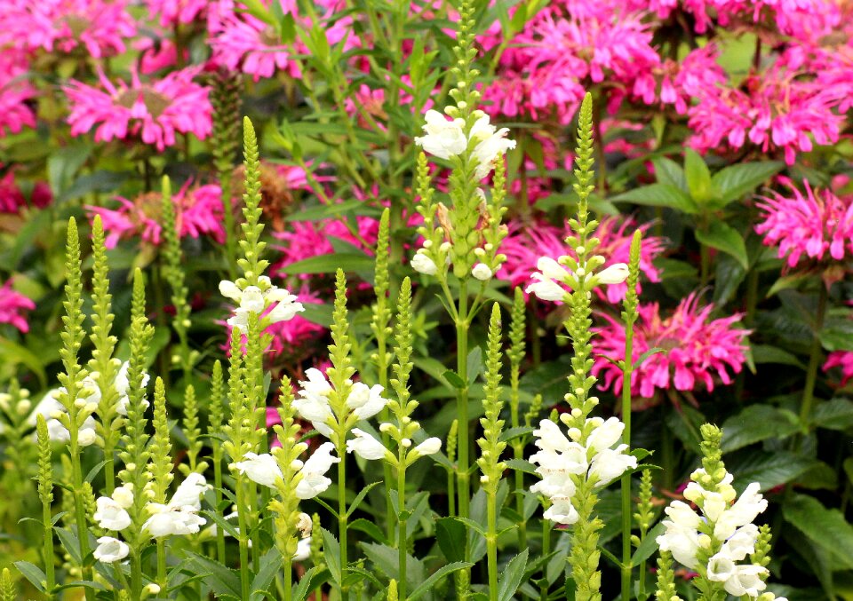The environment nature white