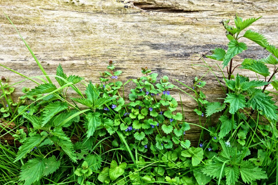 Blue flower wild flower wild plants