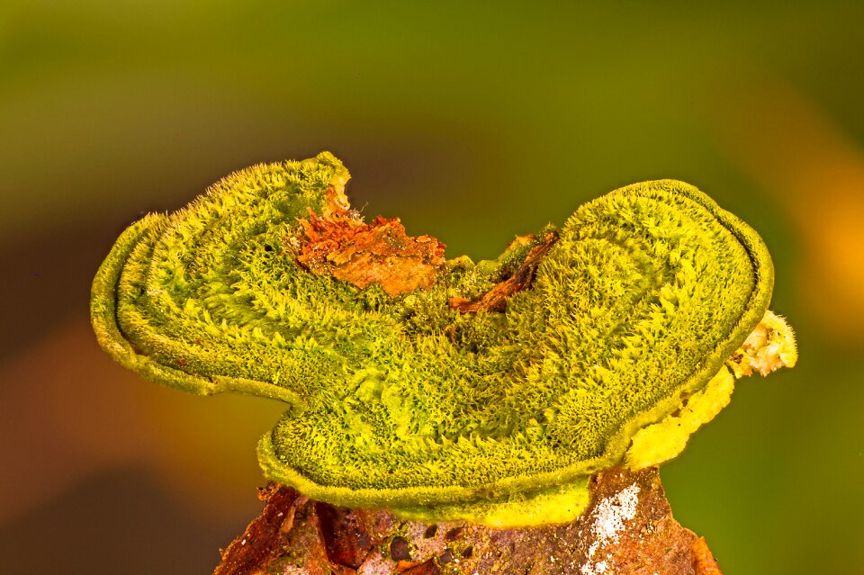 Green tree fungus baumschwamm