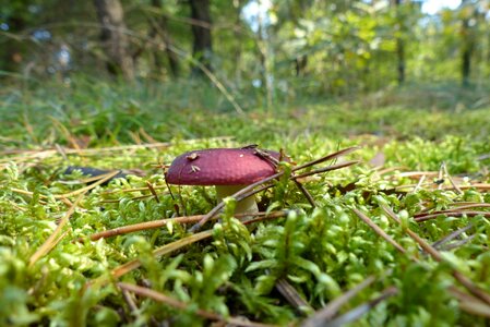 Mushroom nature mood