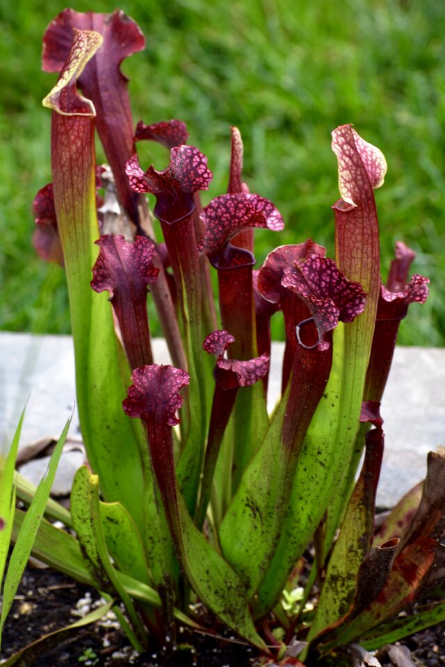 Summer bloom botanical