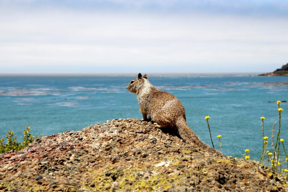 Nager rodent cute