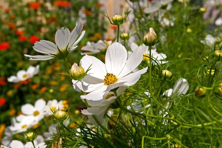 Summer blossom bloom