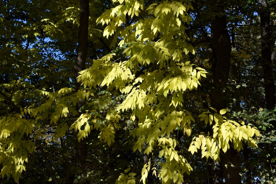 Yellow leaves autumn novosibirsk