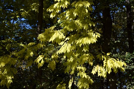 Yellow leaves autumn novosibirsk