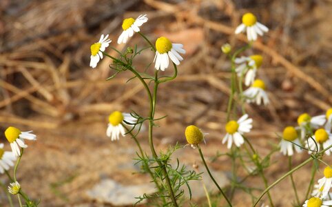 Herbal medicine natural healthy photo