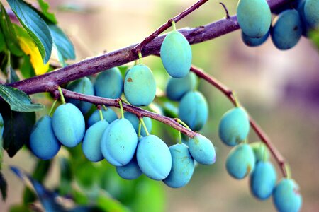 Fruits immature fruit tree