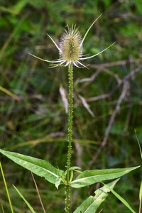 Nature prickly spur photo