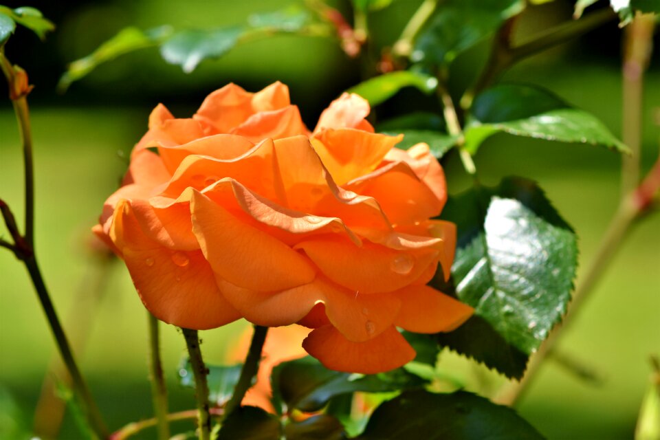 Bloom orange garden