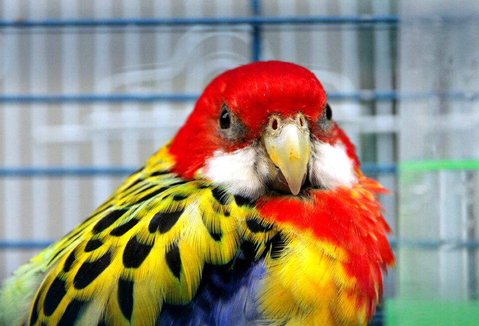 Feathers animals living nature