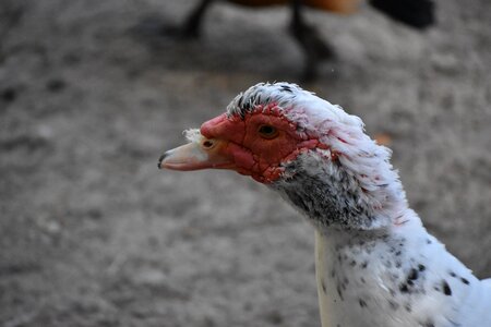 Portrait novosibirsk zoo