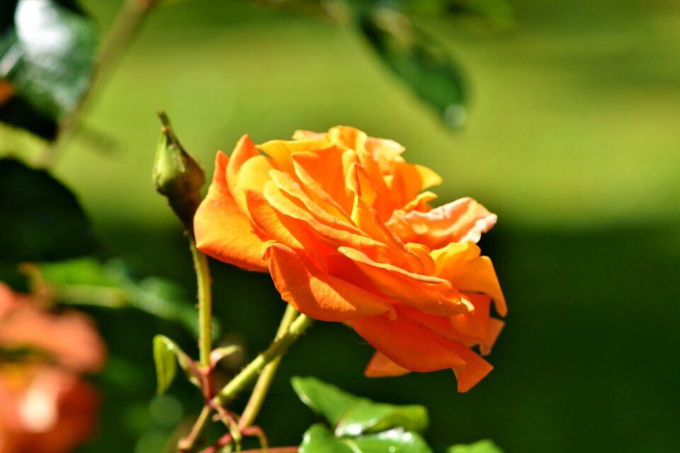 Blossom bloom orange