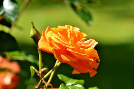 Blossom bloom orange photo