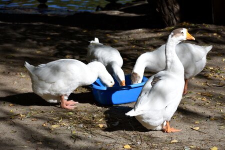 Animals nature novosibirsk