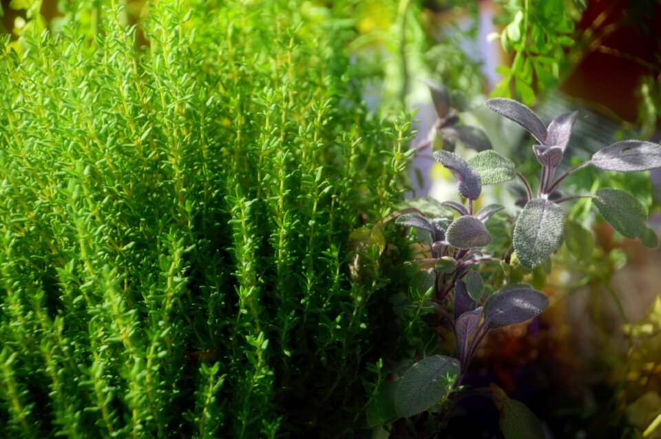 Herbalism thyme herbs