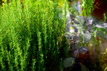 Herbalism thyme herbs photo
