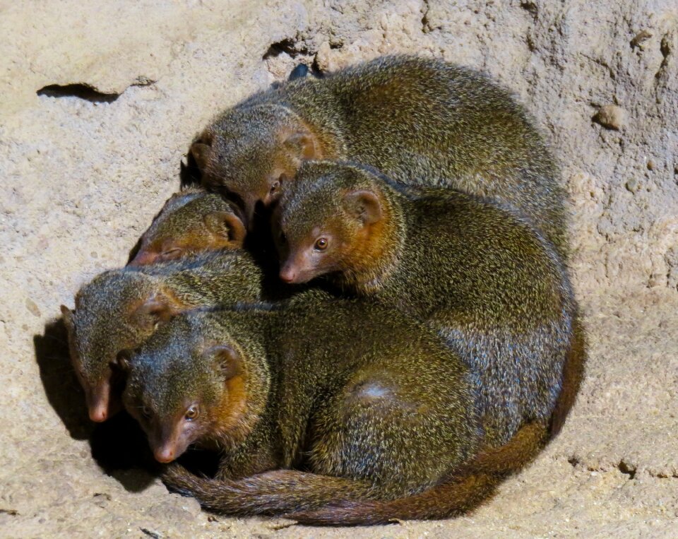 Sleep predator carnivores