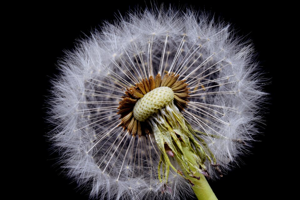 Flower head close up dandelion seeds