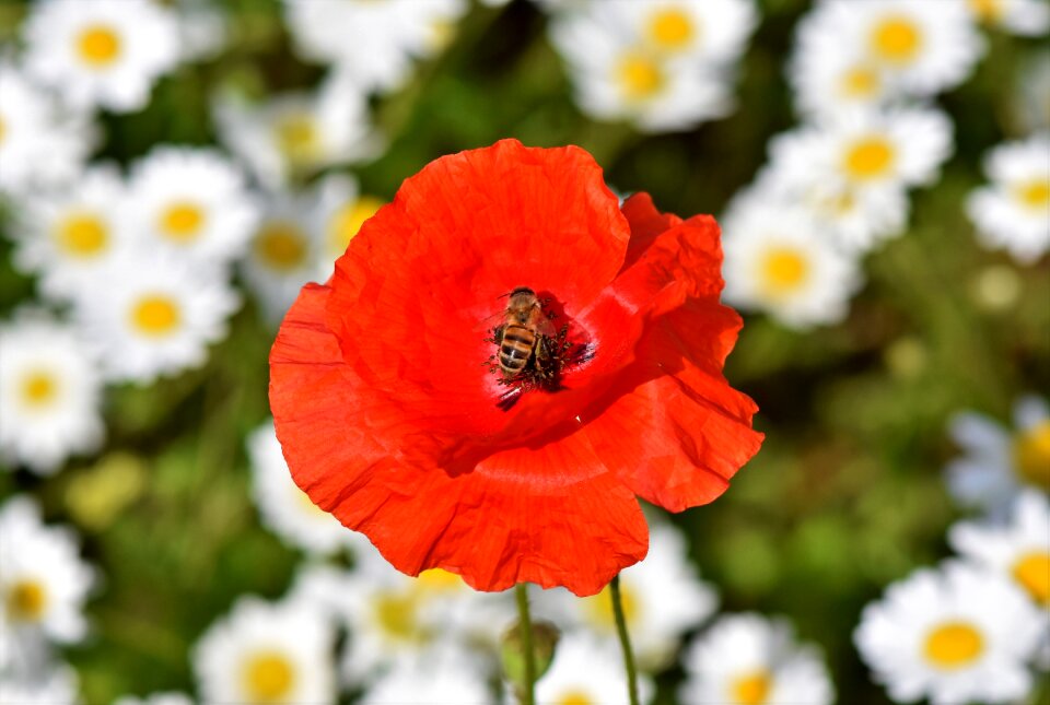 Red poppy klatschmohn bee