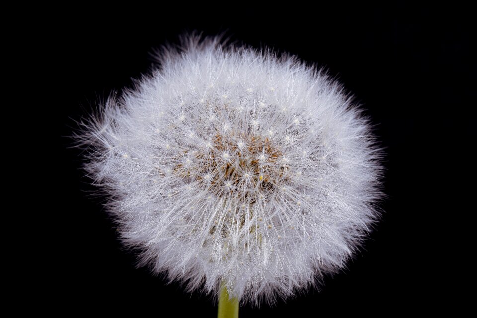 Flower head close up dandelion seeds