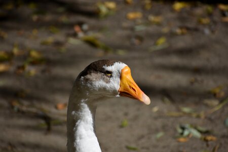 Animals novosibirsk zoo