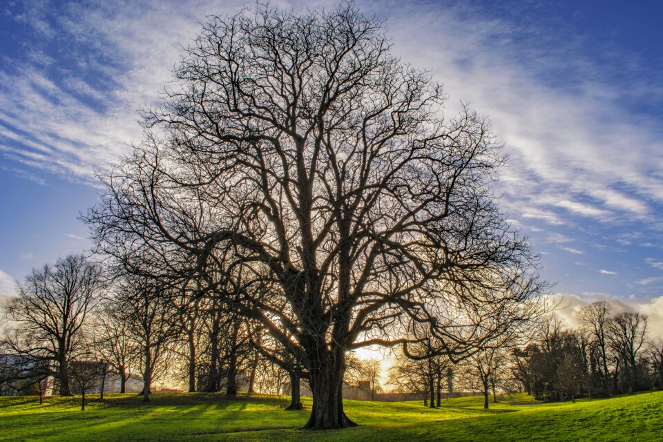 Tree clouds twilight