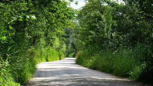 Trees lane trail photo