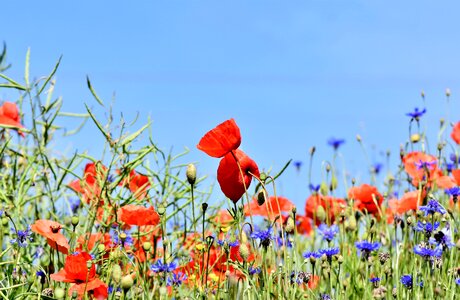 Flower flower meadow blossom