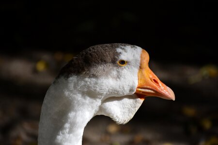 Animals novosibirsk zoo