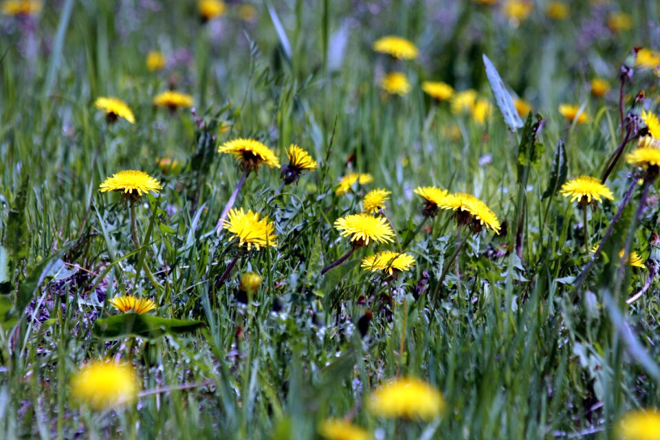 Grass summer nature photo