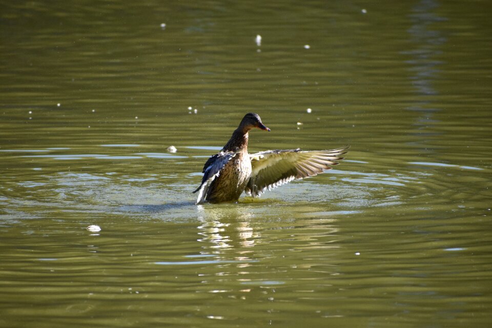 Lake novosibirsk zoo