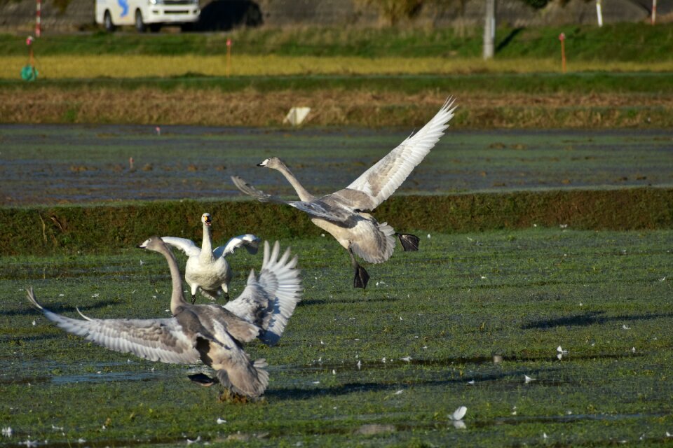 Wild birds waterfowl fields