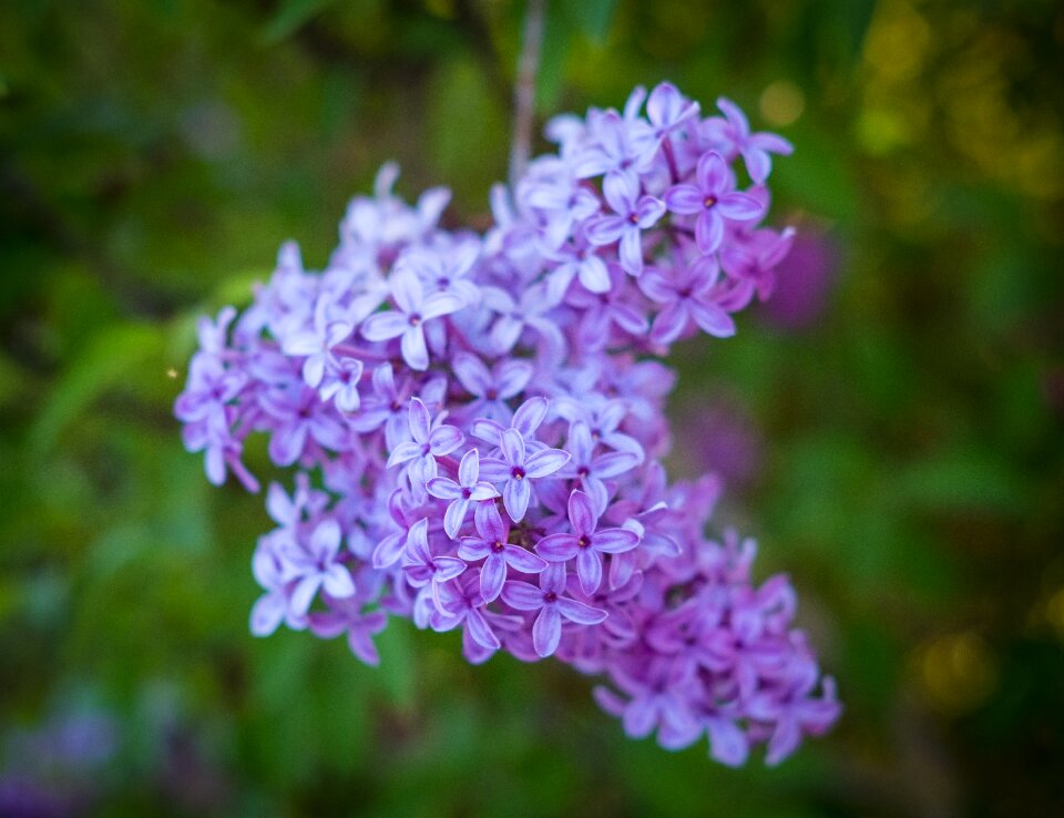 Plant nature flowers