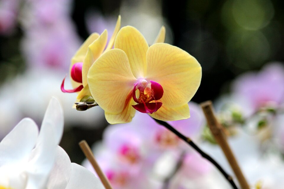 Beautiful plants closeup photo