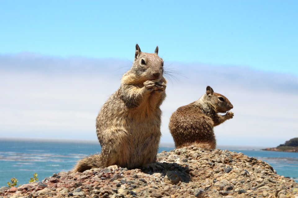 Cute nager rodent