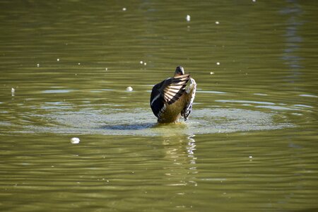 Lake novosibirsk zoo