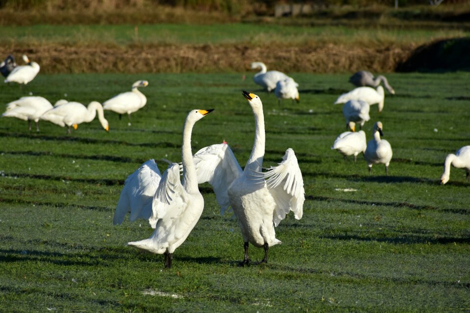 Wild birds waterfowl fields
