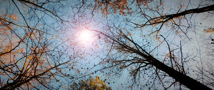 Landscape trees light