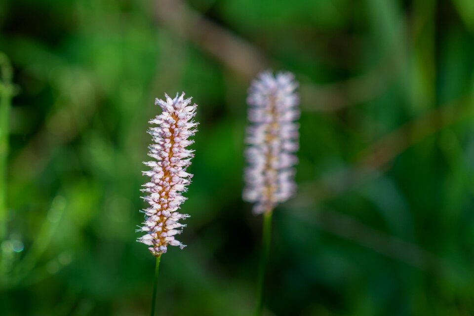 Spring lake riedsee heath spotted orchid