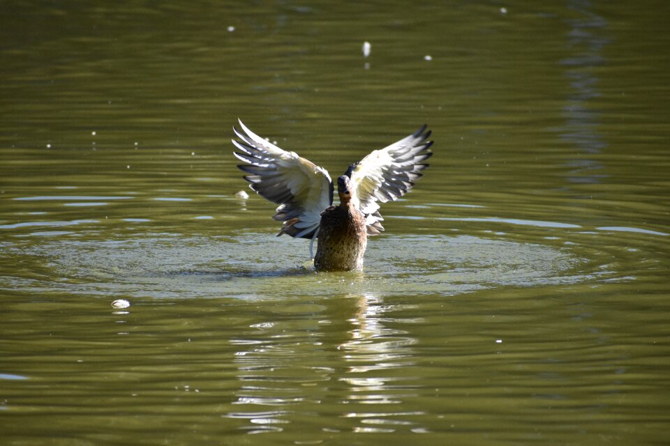 Lake novosibirsk zoo