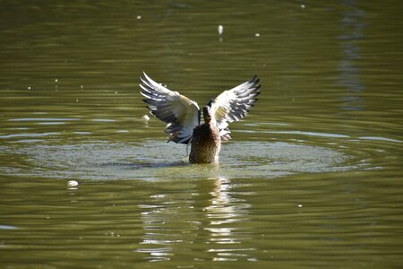 Lake novosibirsk zoo photo