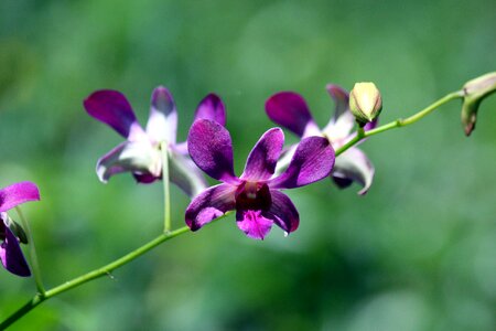 Purple plant nature