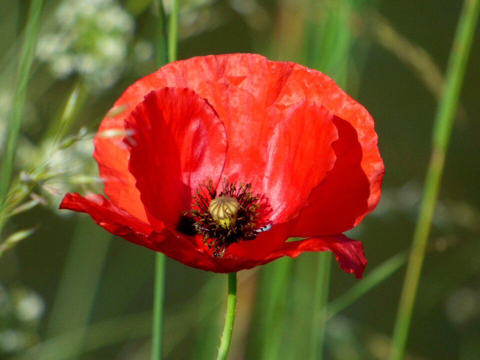Red field country