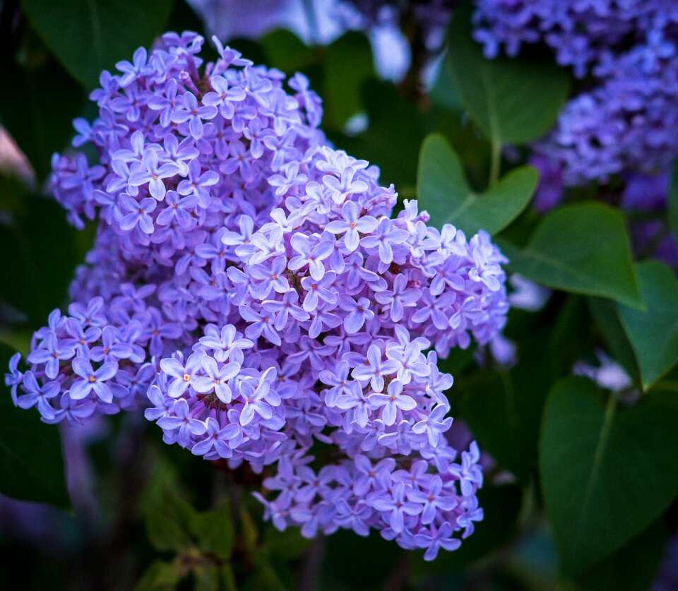 Nature bush flowers