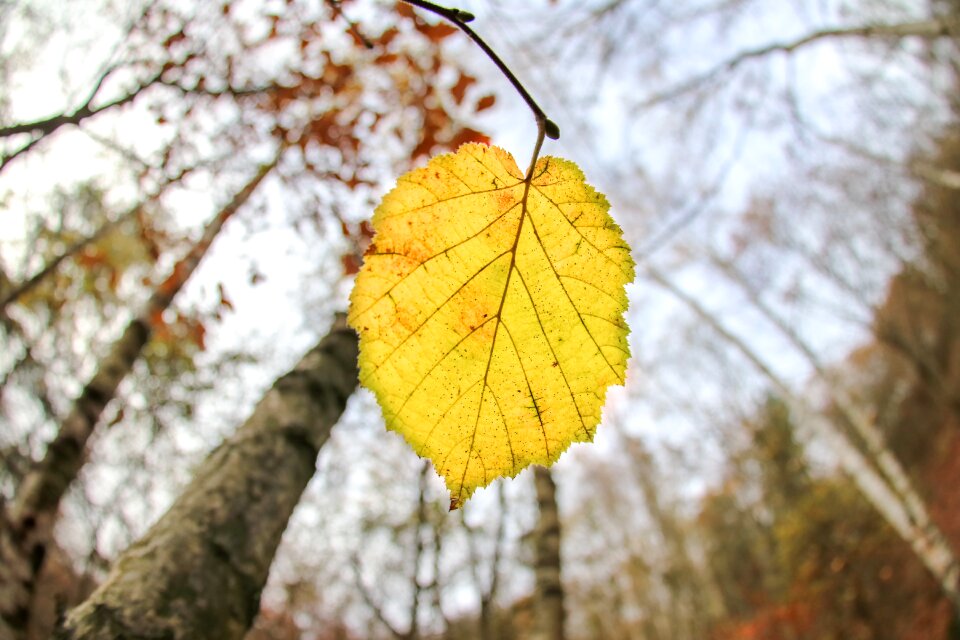 Yellow nature plant