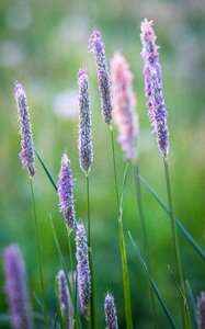 Summer field close up