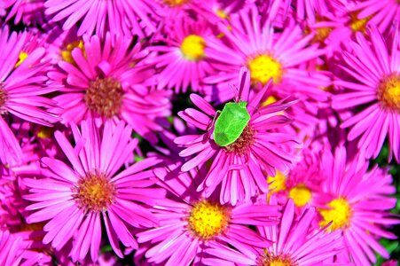 Colors plant beetle