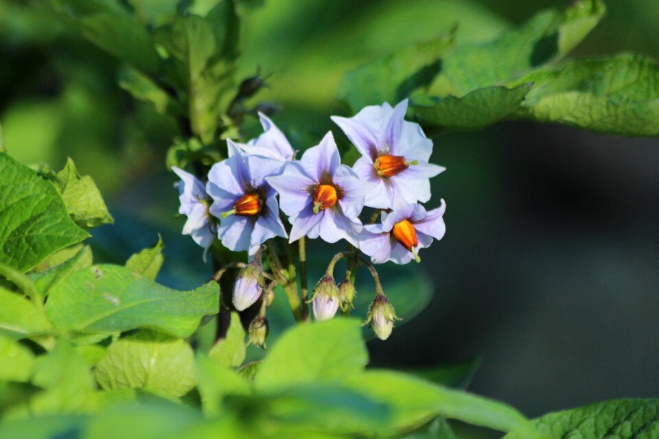 Vegetables bloom plant